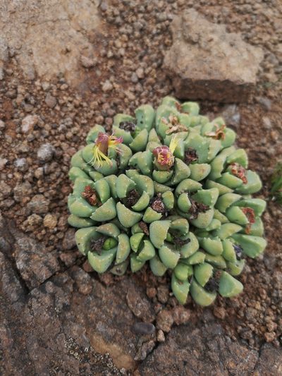 Stomatium bolusiae, photographed by Ricus Nel