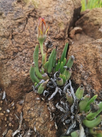 Hereroa glenensis, photographed by Ricus Nel