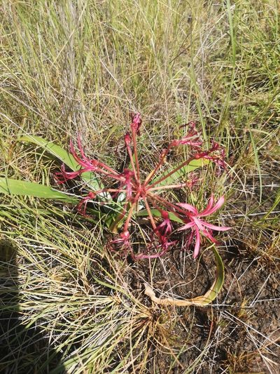 Nerine laticoma, photographed by Ricus Nel