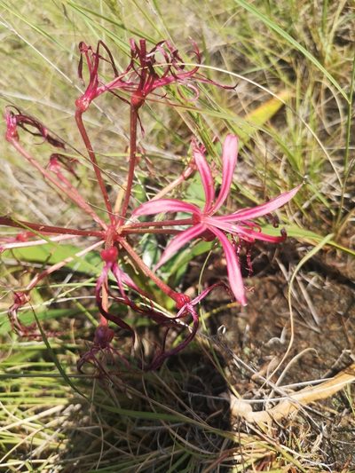 Nerine laticoma, photographed by Ricus Nel