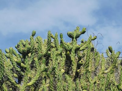 Austrocylindropuntia subulata, photographed by Thor-Rune Hansen