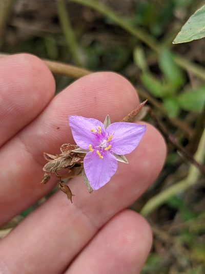 Callisia micrantha, photographed by Eric Knight