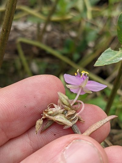Callisia micrantha, photographed by Eric Knight