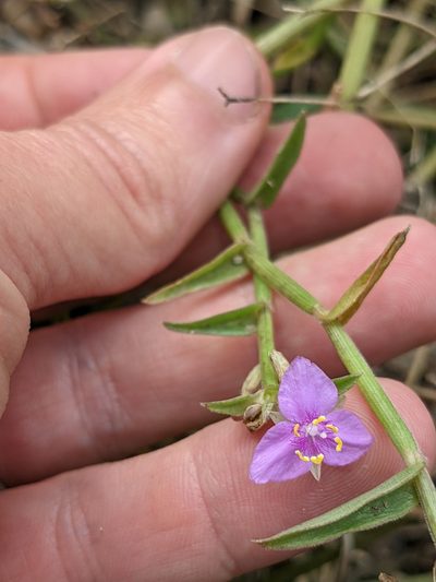 Callisia micrantha, photographed by Eric Knight