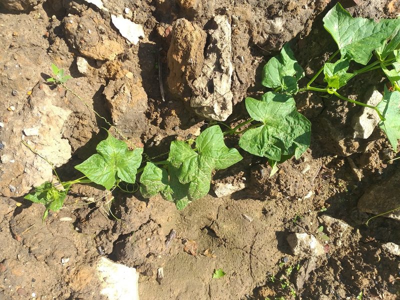 Cucumis sativus, photographed by Dmitriy Bochkov