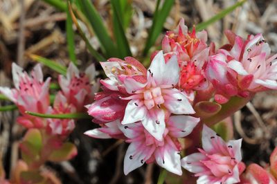 Sedum cockerellii, photographed by Tom Kennedy