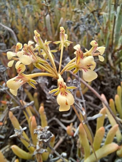 Pelargonium luteolum, photographed by Danie Palm