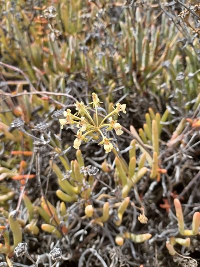Pelargonium luteolum, photographed by Danie Palm
