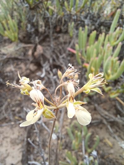 Pelargonium luteolum, photographed by Danie Palm