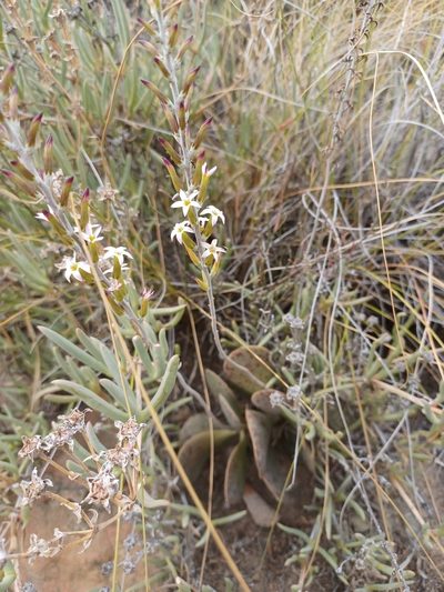 Adromischus maculatus, photographed by Danie Palm