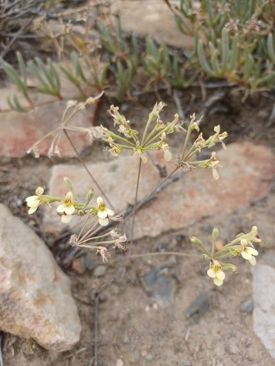 Pelargonium luteolum, photographed by Danie Palm