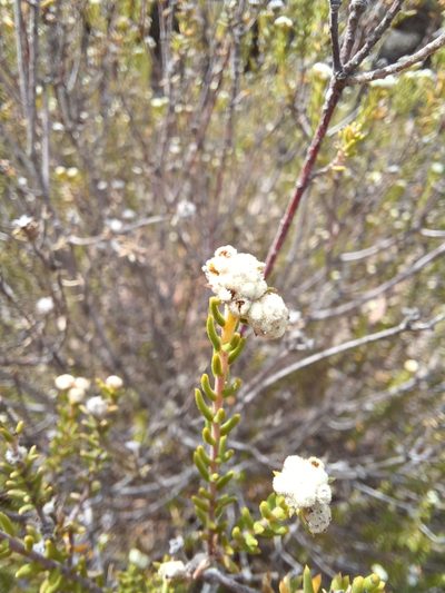 Phylica rogersii, photographed by Danie Palm
