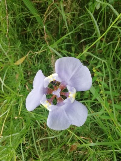 Phalocallis coelestis, photographed by Agustina Medina