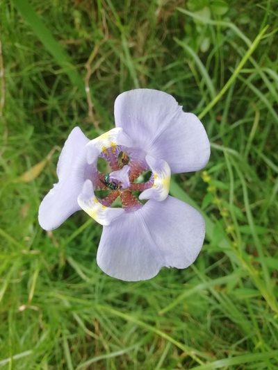 Phalocallis coelestis, photographed by Agustina Medina