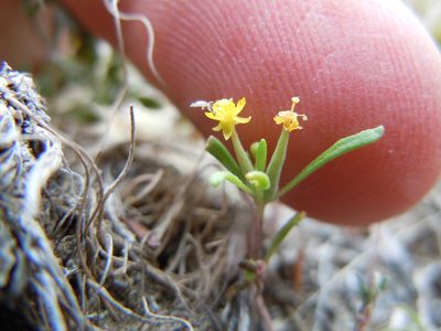 Neoholmgrenia andina, photographed by Matt Lavin