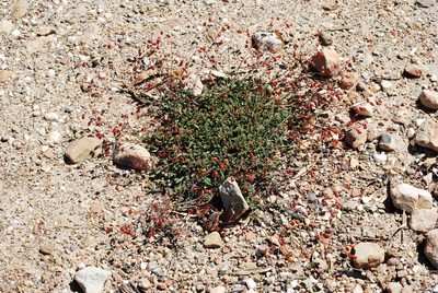 Hermannia muricata, photographed by Charles Stirton