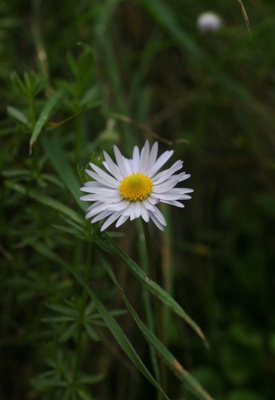 Bellis caerulescens, photographed by Oleg Kosterin