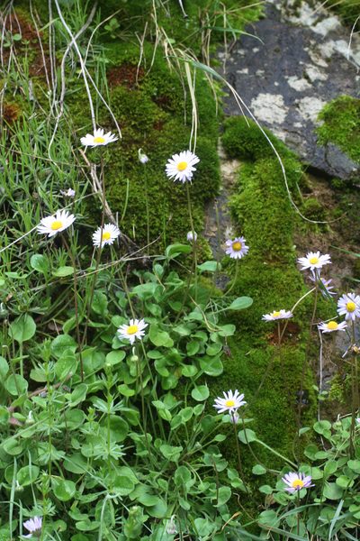 Bellis caerulescens, photographed by Oleg Kosterin