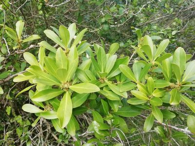 Myrsine laetevirens, photographed by Agustina Medina