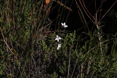 Prismatocarpus fruticosus, photographed by Tony Rebelo