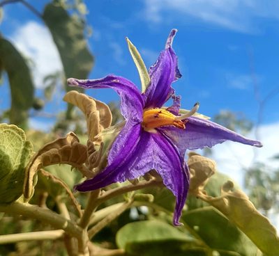 Solanum lycocarpum, photographed by Vinicius Augusto De Souza