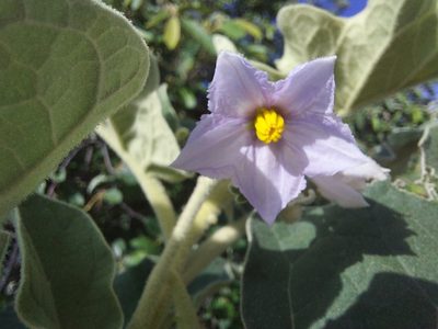 Solanum lichtensteinii, photographed by Manuel R Popp