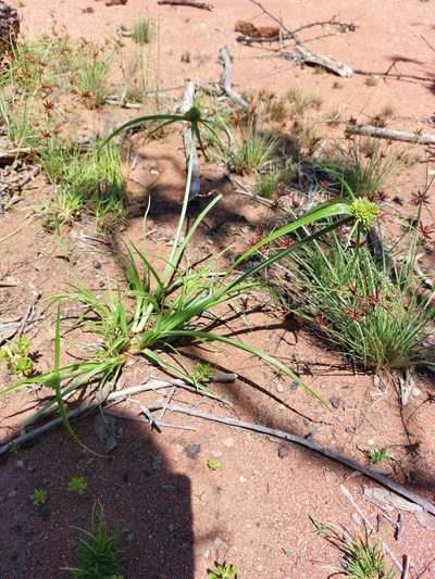 Cyperus austroafricanus, photographed by Manuel R Popp