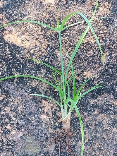 Cyperus austroafricanus, photographed by Manuel R Popp