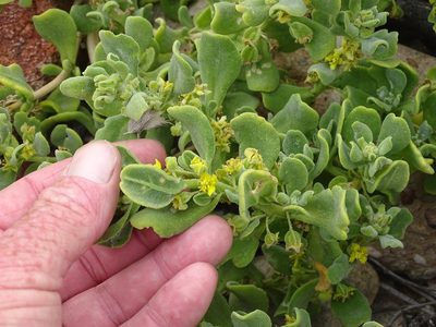 Tetragonia decumbens, photographed by Shaun Swanepoel