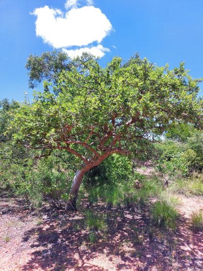 Commiphora mollis, photographed by Manuel R Popp