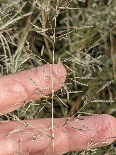 Eragrostis barrelieri, photographed by Eric Knight