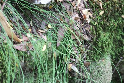 Equisetum bogotense, photographed by nitsuga74