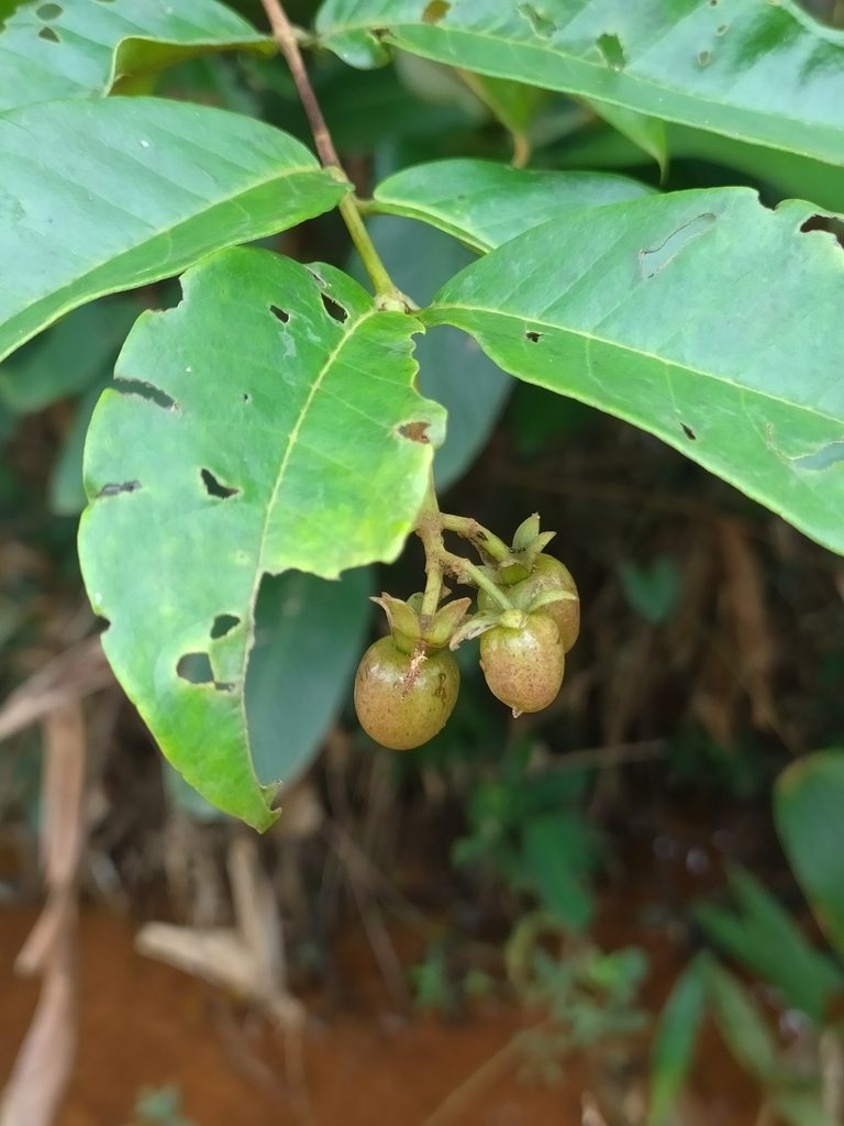 Vismia cayennensis, photographed by Guillaume Delaitre