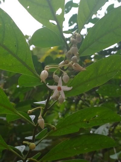 Solanum leucocarpon, photographed by Guillaume Delaitre