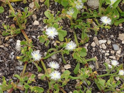 Mesembryanthemum aitonis, photographed by Shaun Swanepoel