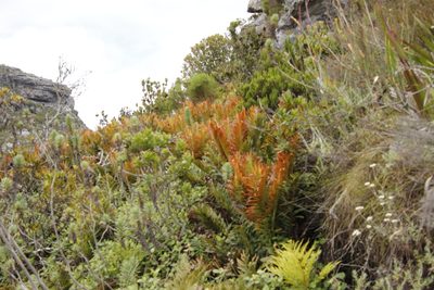Lomariocycas tabularis, photographed by Tony Rebelo