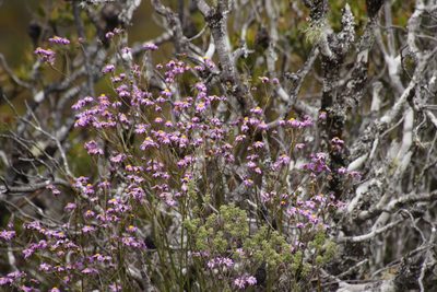 Senecio umbellatus, photographed by Tony Rebelo