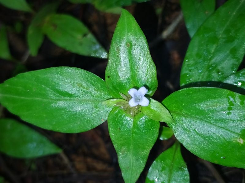 Spermacoce alata, photographed by Guillaume Delaitre
