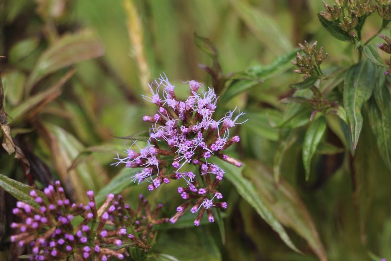 Chromolaena perglabra, photographed by Andrés Ramírez-Barrera