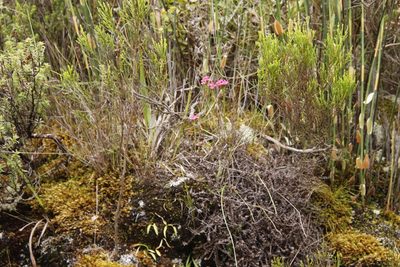 Disa glandulosa, photographed by Tony Rebelo
