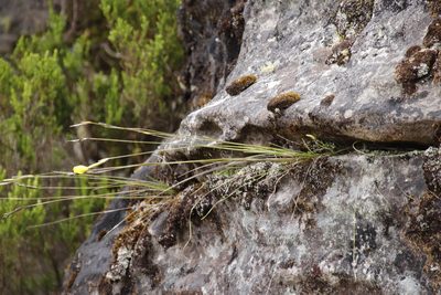 Bobartia filiformis, photographed by Tony Rebelo