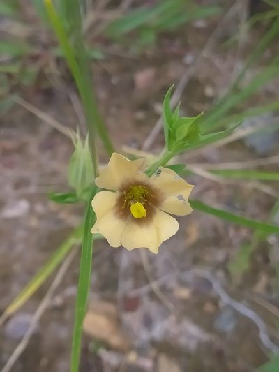 Schultesia guianensis, photographed by Guillaume Delaitre