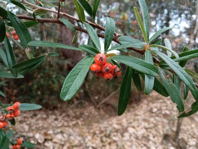Pyracantha angustifolia, photographed by Josep Gesti