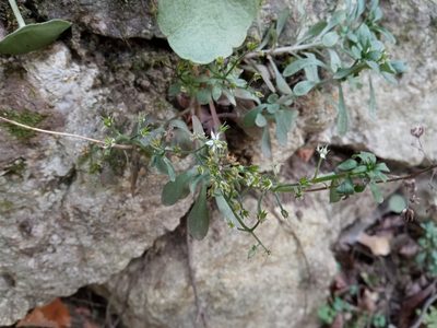 Sedum cepaea, photographed by Josep Gesti