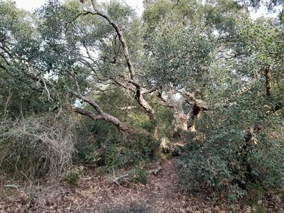 Quercus suber, photographed by etrusko25