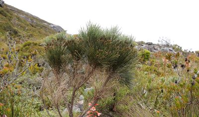 Psoralea congesta, photographed by Tony Rebelo