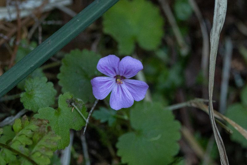 Geranium yeoi, photographed by Thibaud Aronson