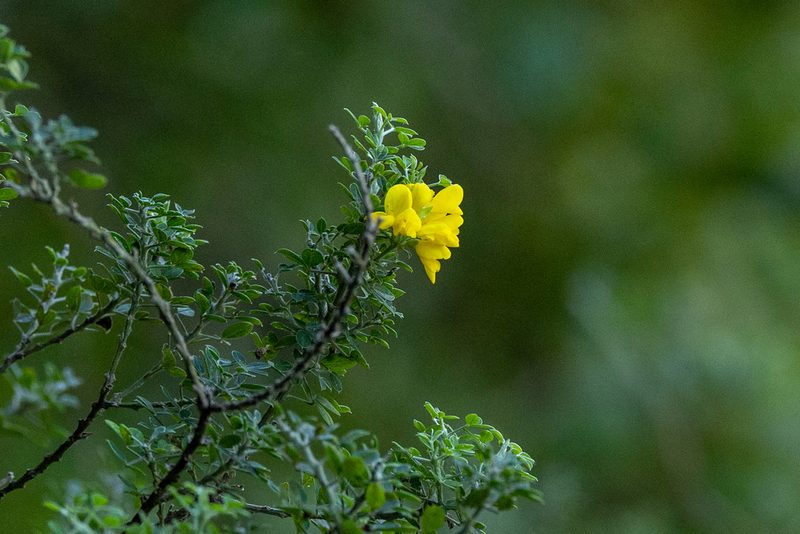 Genista maderensis, photographed by Thibaud Aronson
