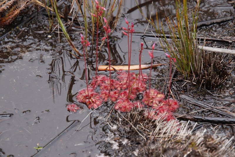 Drosera cuneifolia, photographed by Tony Rebelo