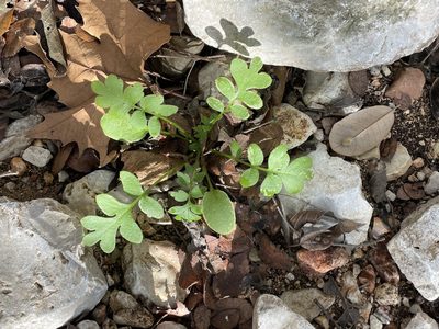 Nemophila phacelioides, photographed by Evelyn Lazzaretti 🏳️‍⚧️